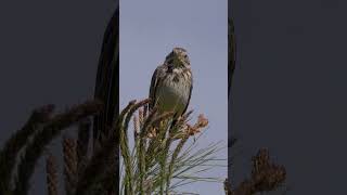 Corn Bunting in Spain shorts [upl. by Tinor]