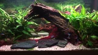 Mein Aquarium  Juwel Rio 180  Maroni Buntbarsche amp Rote Neons  Teil 1 [upl. by Acirrehs146]