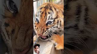 tiger tigerfamilylife animals lion zoo cute foryou kitten tigercub [upl. by Harbert]