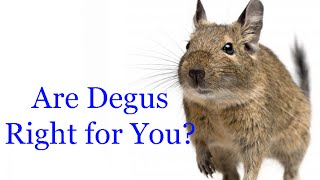 Are Degus Right For You [upl. by Ellerret515]