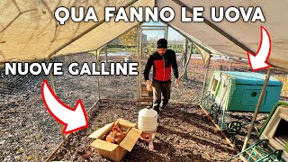 Come COSTRUIRE un POLLAIO fai da te per GALLINE [upl. by Monro392]