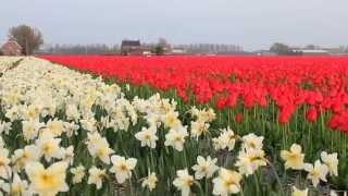 Champs de tulipes en Hollande [upl. by Laenaj]