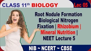 Root Nodule Formation  Biological Nitrogen Fixation  Rhizobium  Mineral Nutrition NEET Lecture 5 [upl. by Gualtiero]