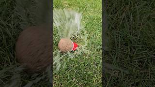 Poor cup experiment splash rock water minicup dropping fun cook slowmotion fyp [upl. by Merla]