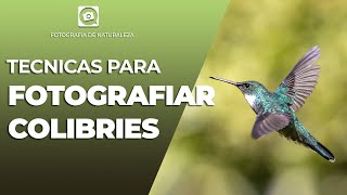 TECNICAS SIMPLES PARA FOTOGRAFIAR COLIBRIES [upl. by Ainomar775]