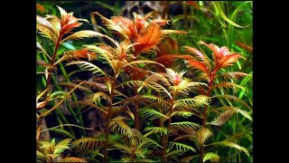 Proserpinaca Palustris Cuba  Mermaid Weed  Copper aquarium plant [upl. by Fagan]