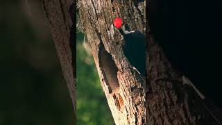 pileated woodpecker pecking wood  Woodpeckers babies woodpecker bird short [upl. by Meit554]