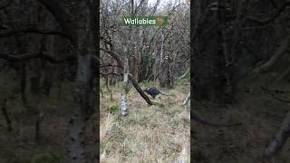 Wallabies 🦘 in the CurraghsWildlifePark🌲 in the isleofman 🇮🇲 iom shorts travel wallabies [upl. by Ynaffat]