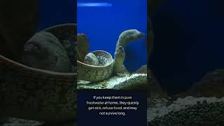 quotFreshwater Moray Eels  Are They a Scam 🤔💧🐟quot [upl. by Nezah]