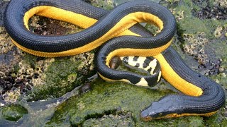 Top 5 Fascinating Sea Snake Facts You Must Know [upl. by Amsirahc]