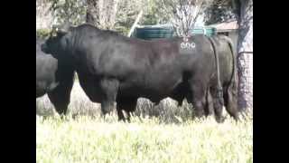 Texas Angus QLD Bulls to sell at Triple B Brangus Bull Sale [upl. by Lathe616]