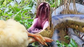 ANACONDA EATS GIANT CHICKEN  BRIAN BARCZYK [upl. by Ybrad]