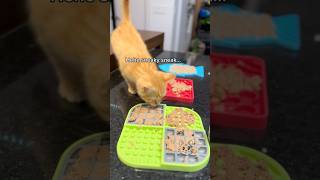 Clementine 🍊 is a relentless menace 😹 orangecat catthings lifewithcats funnycatvideos kitten [upl. by Airret]