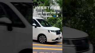 8號風球下的塌樹 魔羯 Tree blown over in HK Typhoon 8  Super Typhoon Yagi 🌀 typhoon yagi 超強颱風 魔羯 [upl. by Suanne]