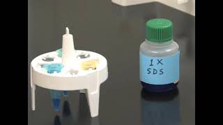 Electrophoretic Separation of Proteins [upl. by Theodora]