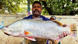 KASIMEDU SELVAM ORIGINAL KODUVA BARRAMUNDI FISH CUTTING VIDEO CUTTING FOCUS 🔪 [upl. by Florentia]