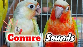 conure bird sounds  Show this video to your bird green cheek conure parrot bird shout loudly [upl. by Nydroj]