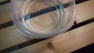 Hatching Triops Eggs  A Reliable Method [upl. by Lowrie]