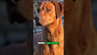 Rhodesian Ridgeback  Interesting Facts [upl. by Iliam]