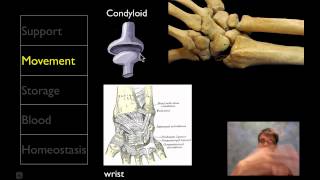 The Skeletal System [upl. by Qooraf463]