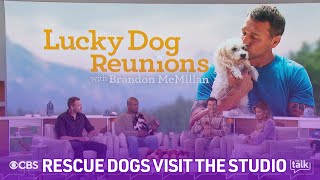 Brandon McMillan Brings Rescue Dogs Talks Lucky Dog Reunions [upl. by Shaner]