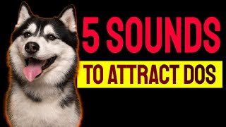 5 Sounds to ATTRACT DOGS Attention Make Dogs Go Crazy [upl. by Ettelegna]