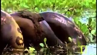 Huge Anaconda Eats Capybara [upl. by Dnalram152]