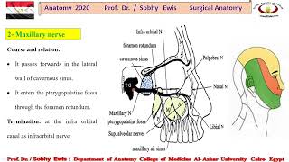 Maxillary nerve s [upl. by Jurdi]