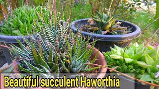 How to care haworthia plant  कैसे करे देखभाल haworthia ki [upl. by Lenhard489]