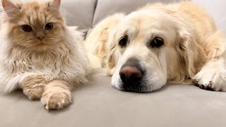 Cat is a Golden Retrievers Best Friend [upl. by Aihsenad721]