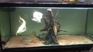 Albino silver arowana [upl. by Betthel652]