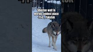 Close Call Siberian Wolf Attack in 71•C  Siberian wolf encounter in Yakutsk [upl. by Jair487]