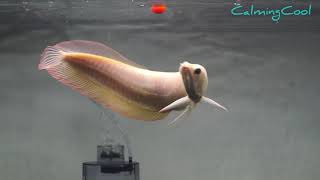 Best Top 10 South American Arowana fish  Albino Silver Black Arowana and Snow White Silver Arowana [upl. by Acus]