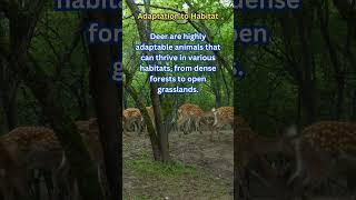 INTERESTING FACTS ABOUT THE NATURE OF DEER Adaptation to Habitat Shorts [upl. by Eeliak]