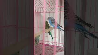 love birds sound shorts  youtubeshorts [upl. by Ruggiero874]