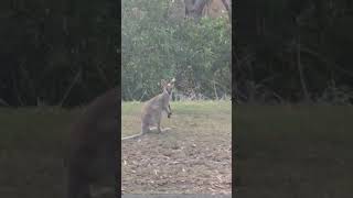 Wallabies nesthebest [upl. by Virgilio]