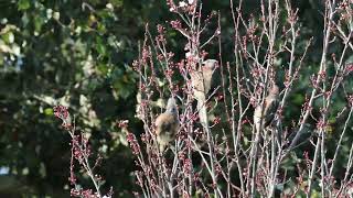 White Backed Mousebird [upl. by Hescock]