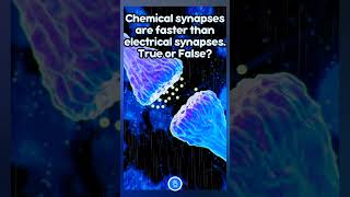 Chemical synapses are faster than electrical synapses True or False neet neetbiology [upl. by Ordisi966]