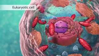 Biology Cell Structure I Nucleus Medical Media [upl. by Adolphus954]