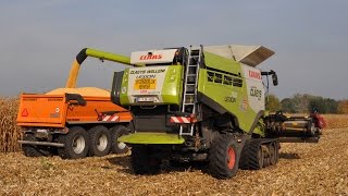 Claas Lexion 760TT  Loonwerken Claeys  mais dorsen [upl. by Aaberg]