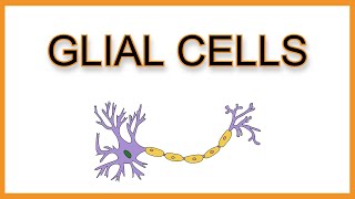 Glial Cells Astrocytes Microglia Oligodendrocytes Schwann Cells Ependymal Cells [upl. by Dnalerb]