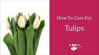 How To Care For Tulips [upl. by Vod]