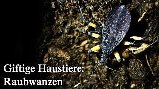 Giftige Haustiere Raubwanzen Eier und Jungtiere [upl. by Essenaj]