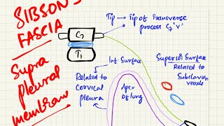 SIBSON’s fascia  suprapleural membrane diaphragm of superior thoracic aperture anatomy [upl. by Kaule]