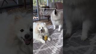 Miniature American Eskimo Morning Play Sessions [upl. by Milda]