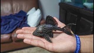 The RARE ROYAL PLECOSTOMUS FISH [upl. by Cath122]