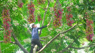 Harvesting Chinaberry  Make deep fried Chinaberry Go to the market to sell  Phuong  Harvesting [upl. by Padget974]