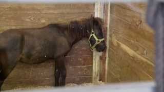 2014 Tennessee Horse Rescue [upl. by Syd]