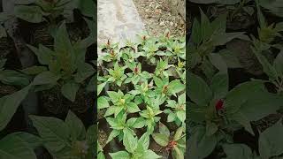 Raju nursery celosia flower plantswinter flower plant potted plant short video shorts short [upl. by Anirehtac]