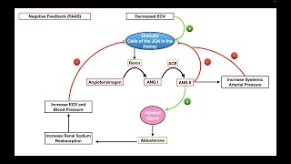 Regulation of Aldosterone Secretion [upl. by Jobina]